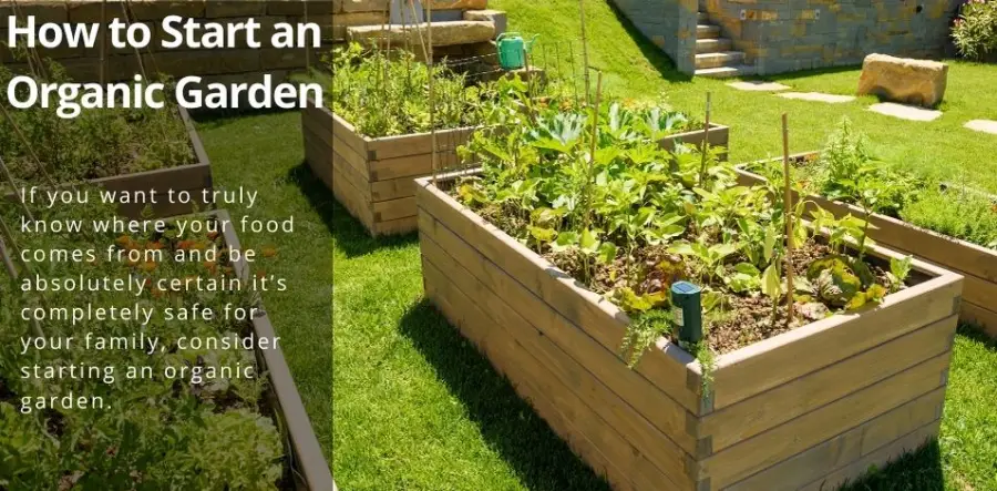 how-to-start-an-organic-garden-no-weeds-allowed