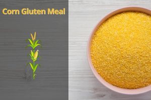 Corn Gluten Meal